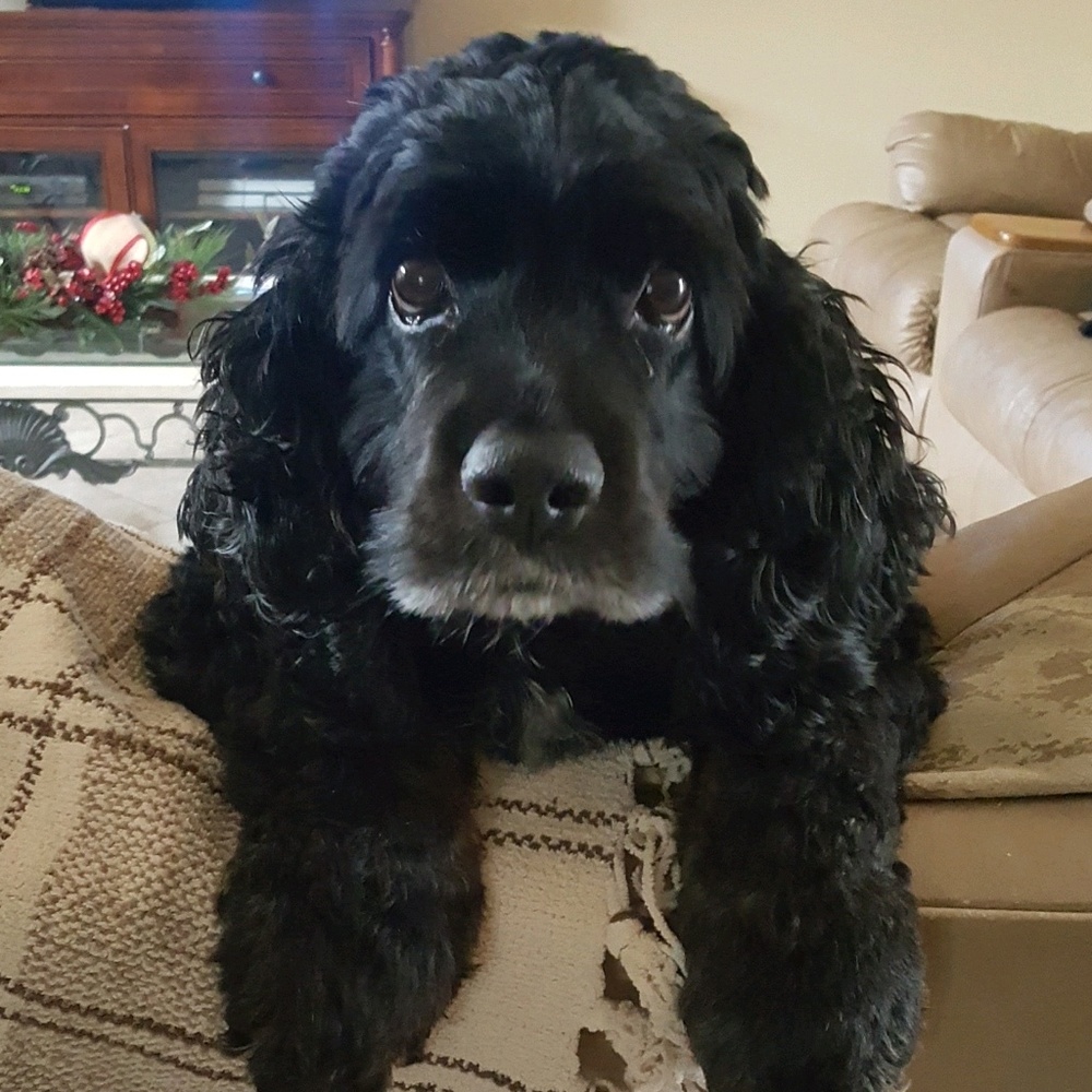 Meet your Posher, Alexia